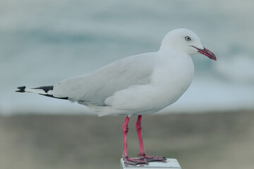 Seagull