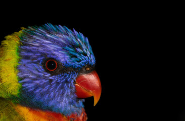 Rainbow Lorikeet