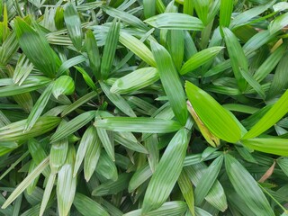 Obraz premium leaves of a plant