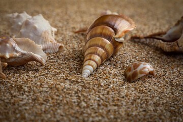 Seashell on the beach. Seashell background. Beautiful nature. Brown background. Tropical wallpaper.
