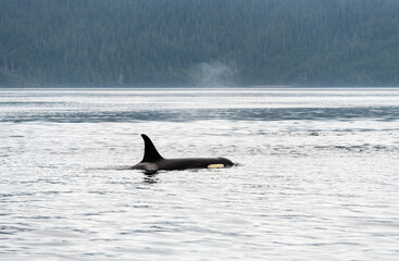Orca or killer whale (Orcinus orca) on whale watching tour, Telegraph Cove, Vancouver Island, British Columbia, Canada.