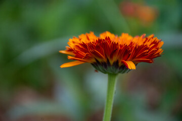 orange Calendula flower in the garden