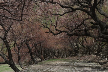 Fototapeta premium apricot trees in spring