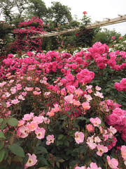 flowers in the garden