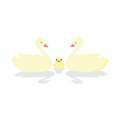 Two swans on the lake  