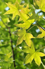 maple leaves in autumn