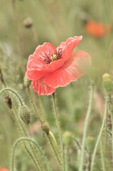 blossoming poppy flowers