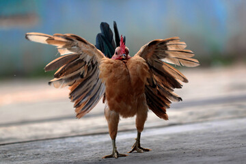 Malaysian Serama Chicken on the floor