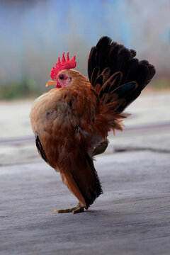 Malaysian Serama Chicken on the floor