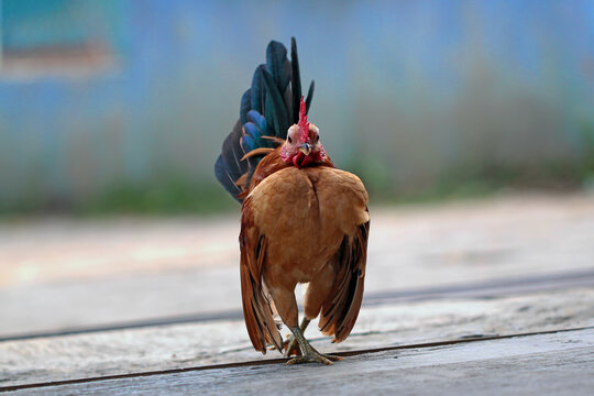 Malaysian Serama Chicken on the floor