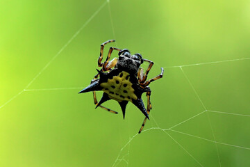 Little Spiny Spider on the web