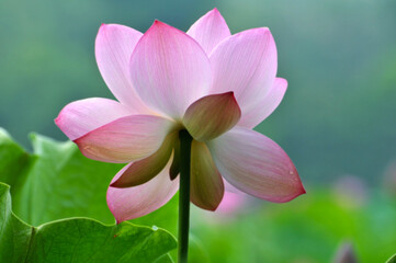 Blossoming lotus flowers