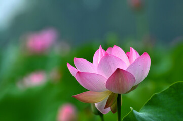 Fototapeta premium Blossoming lotus flowers