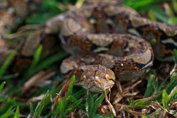 reticulated python snake on the grass