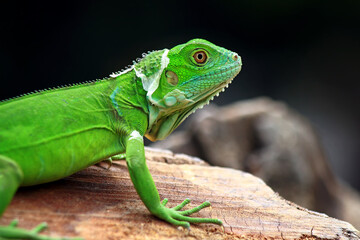 Green Iguana on the branch