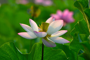 Blossoming lotus flowers