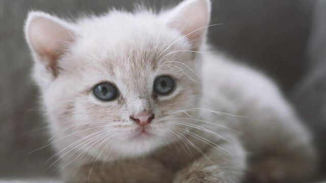 A small kitten with red-colored blue eyes, a close-up video.