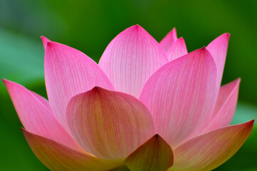 Fototapeta premium Blossoming lotus flowers
