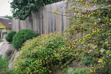 A high wooden fence near a private house in the village. Large boulders are laid near the fence and ornamental shrubs grow.