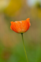 Obraz premium red poppy flower