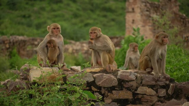 monkey family video HD new