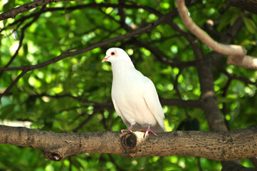 white dove is resting