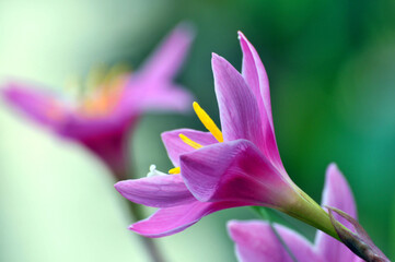 close up of a pink flower