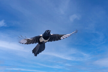 Magpie in flight on blue sky