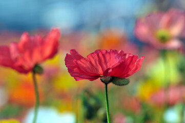 blossoming poppy flowers