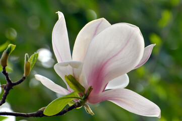 magnolia flower in spring