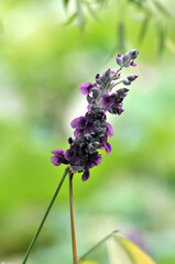blosoming pink flowers in summer	