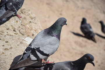 Pigeons in the city