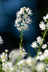 背伸びしたクジャクアスター