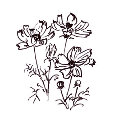 Fototapeta na wymiar blooming kosmeya, Kosmos flower, graphic black and white drawing