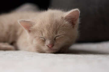 Red kitten muzzle close-up sleeping.