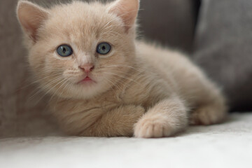 Fototapeta na wymiar Red kitten muzzle close-up with blue eyes.
