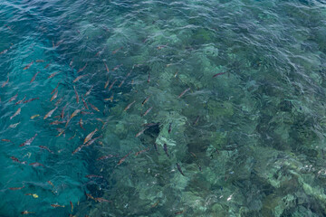 ［沖縄県・名護市］ブセナ海中公園・魚の餌付け