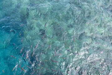 ［沖縄県・名護市］ブセナ海中公園・魚の餌付け