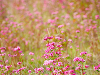 秋の赤ソバの花