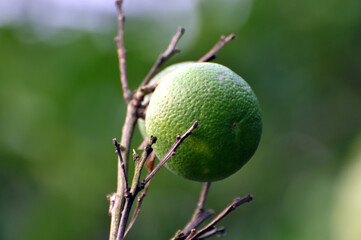 Pomelo fruit on the pomelo tree
