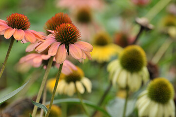 red and yellow dahlia