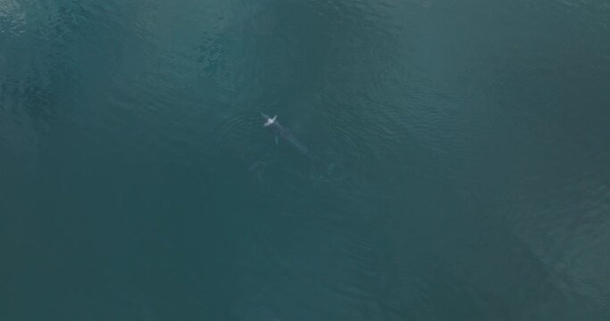 Fin Whale Breaching Ocean Surface while Migrating in Pacific Ocean, Aerial