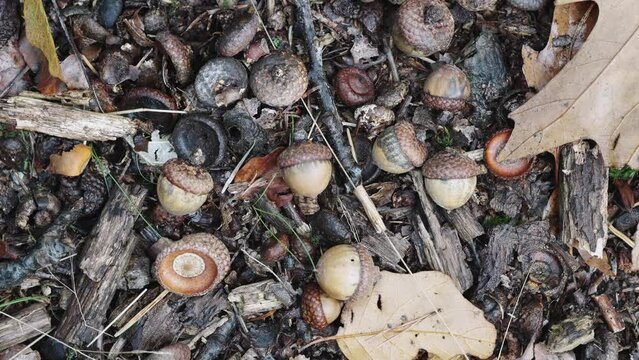 Top down closeup of fallen oak acorn autumn fall season fruits, circle pan