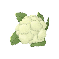 Cauliflower. Illustration on a white background. Autumn harvest.