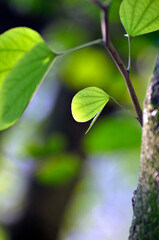 Hong Kong purple orchid flower leaf in sunlight