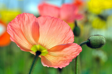  blossoming poppy flowers