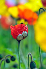 Obraz premium blossoming poppy flowers