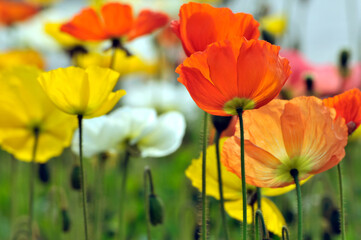  blossoming poppy flowers