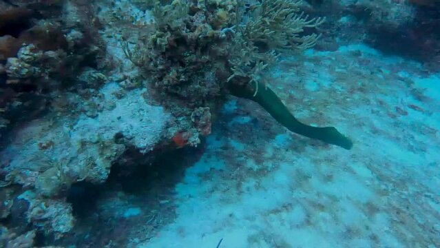 4k video of a free swimming Green Moray (Gymnothorax funebris) in Cozumel, Mexico