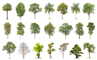 Isolated big tree on white background ,The collection of trees. Large trees database Botanical garden organization elements of Asian nature in Thailand,